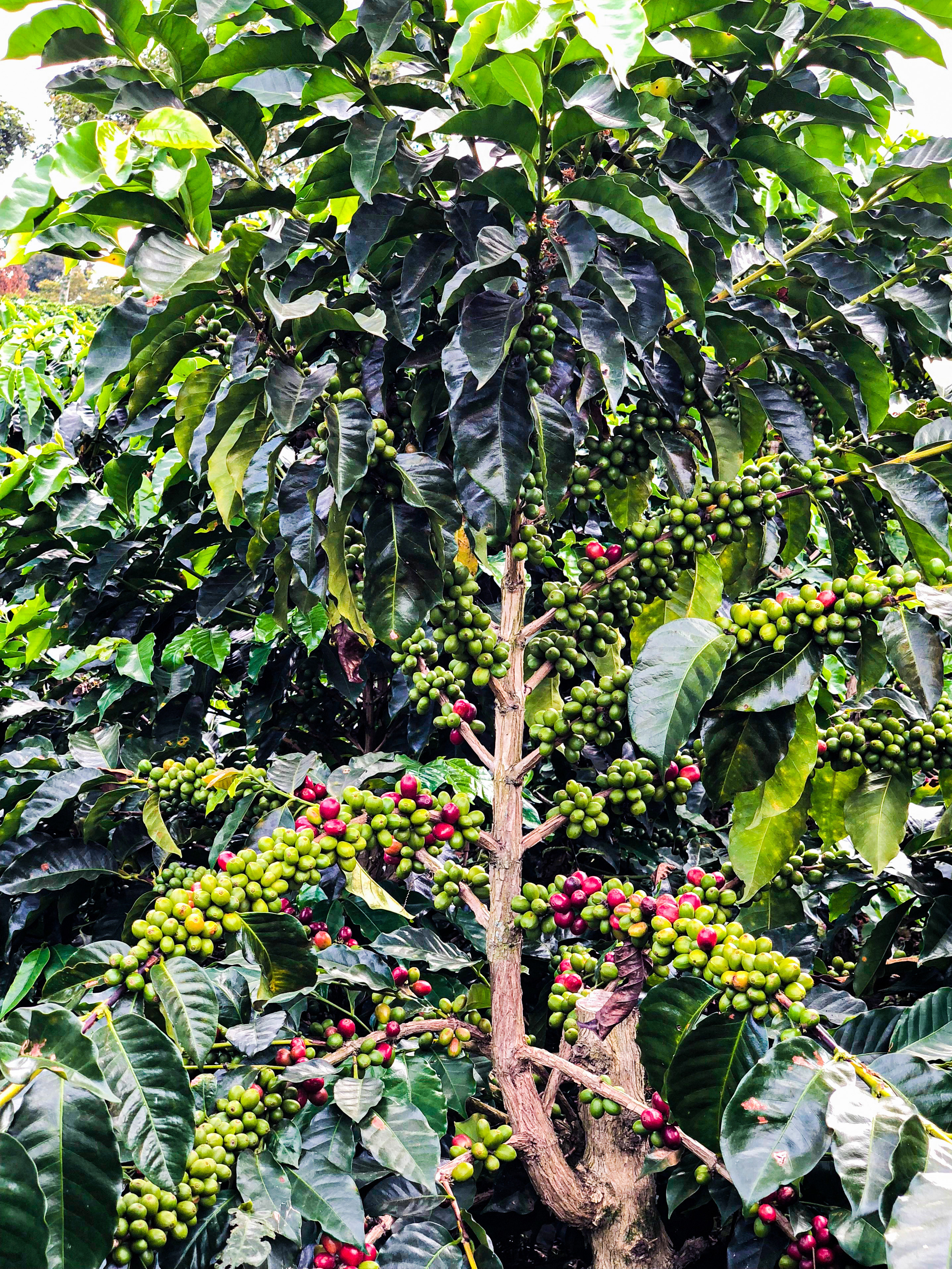 Kofola se stane majitelem jablečných sadů v Česku a spolumajitelem kávových plantáží v Kolumbii